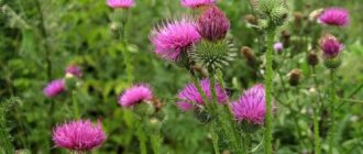 Milk thistle for pancreatitis helps to normalize the functioning of the diseased organ and alleviate the patient’s condition during an attack