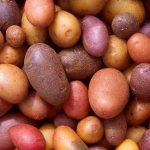 Various varieties of potatoes