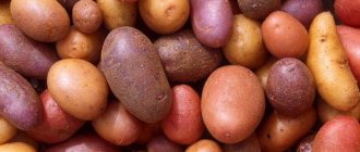 Various varieties of potatoes