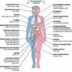 Types of tumor markers characteristic of different organs