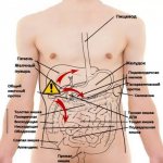 Diagram of the location of organs in the navel area on the right