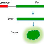 Schematic representation of the gene expression process