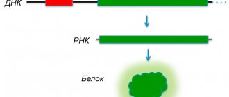 Схематическое изображение процесса экспрессии гена