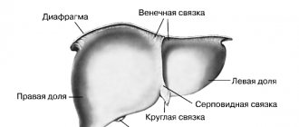 схематичное изображение печени с указанием важнейших зон