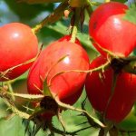 Rose hips have been used for pancreatitis for a long time: decoctions and infusions from this medicinal plant are recommended not only by traditional medicine, but also by official
