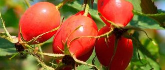 Rose hips have been used for pancreatitis for a long time: decoctions and infusions from this medicinal plant are recommended not only by traditional medicine, but also by official