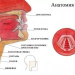 Structure of the larynx