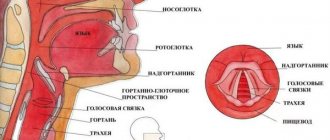 Строение гортани