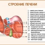 Structure of the liver