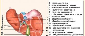 Structure of the liver