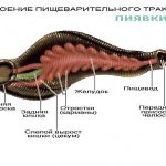 Piyaka structure