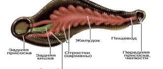 Piyaka structure