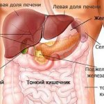 Structure of internal organs