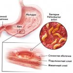 structure of the stomach