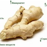 Properties of ginger