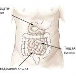 human small intestine