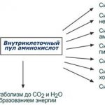 Intracellular pool of amino acids