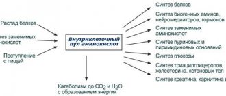 Intracellular pool of amino acids