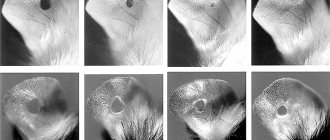 Восстановление тканей уха мыши