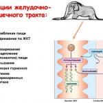 Желудочно-кишечный тракт (ЖКТ) человека. Анатомия, строение, заболевания, симптомы, лечение