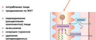 Желудочно-кишечный тракт (ЖКТ) человека. Анатомия, строение, заболевания, симптомы, лечение