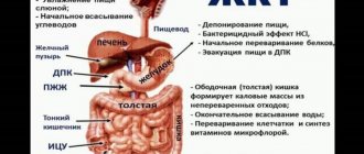 Gastrointestinal tract