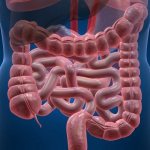 Gastrointestinal tract