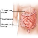 gastrointestinal tract