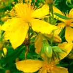 St. John&#39;s wort