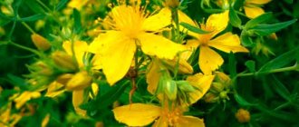 St. John&#39;s wort